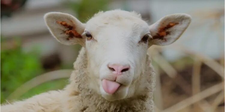 जनावरांची काळजी घ्या,  उन्हाचा त्रास होऊ देवू नका – जगताप