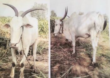 सावधान- लाखाची खिल्लार बैलजोडी गेली चोरीला