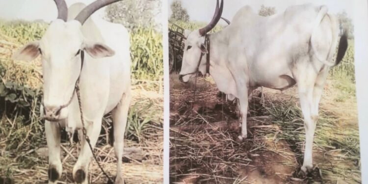 सावधान- लाखाची खिल्लार बैलजोडी गेली चोरीला