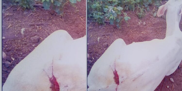 गेवराई तालुक्यातील घटना – गायीला जिवे मारले ,पोलीसांचे तक्रारीकडे दूर्लक्ष