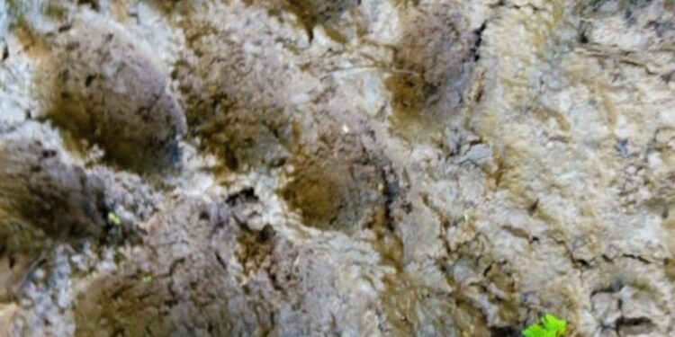 गेवराई परीसरात बिबट्या आढळला, परीसरात भितीचे वातावरण –